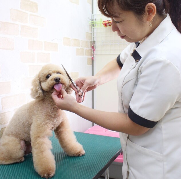 愛犬美容室じゅん