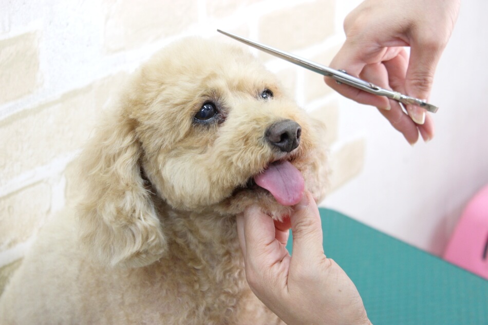 愛犬美容室じゅん