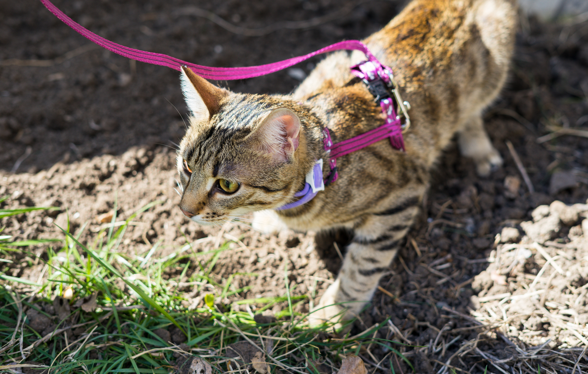 猫を散歩するならハーネスは必須 猫を上手に散歩させる方法とは Petpet Life