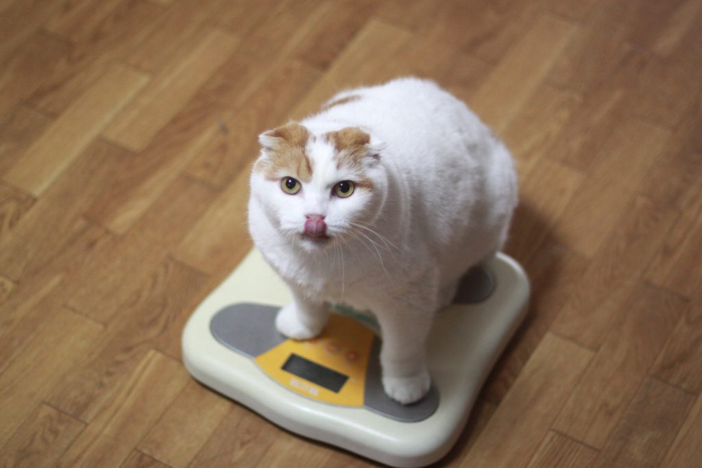 獣医師監修 デブになった猫のダイエット法 急なダイエットは危険 食事はどれだけ減らす Petpet Life