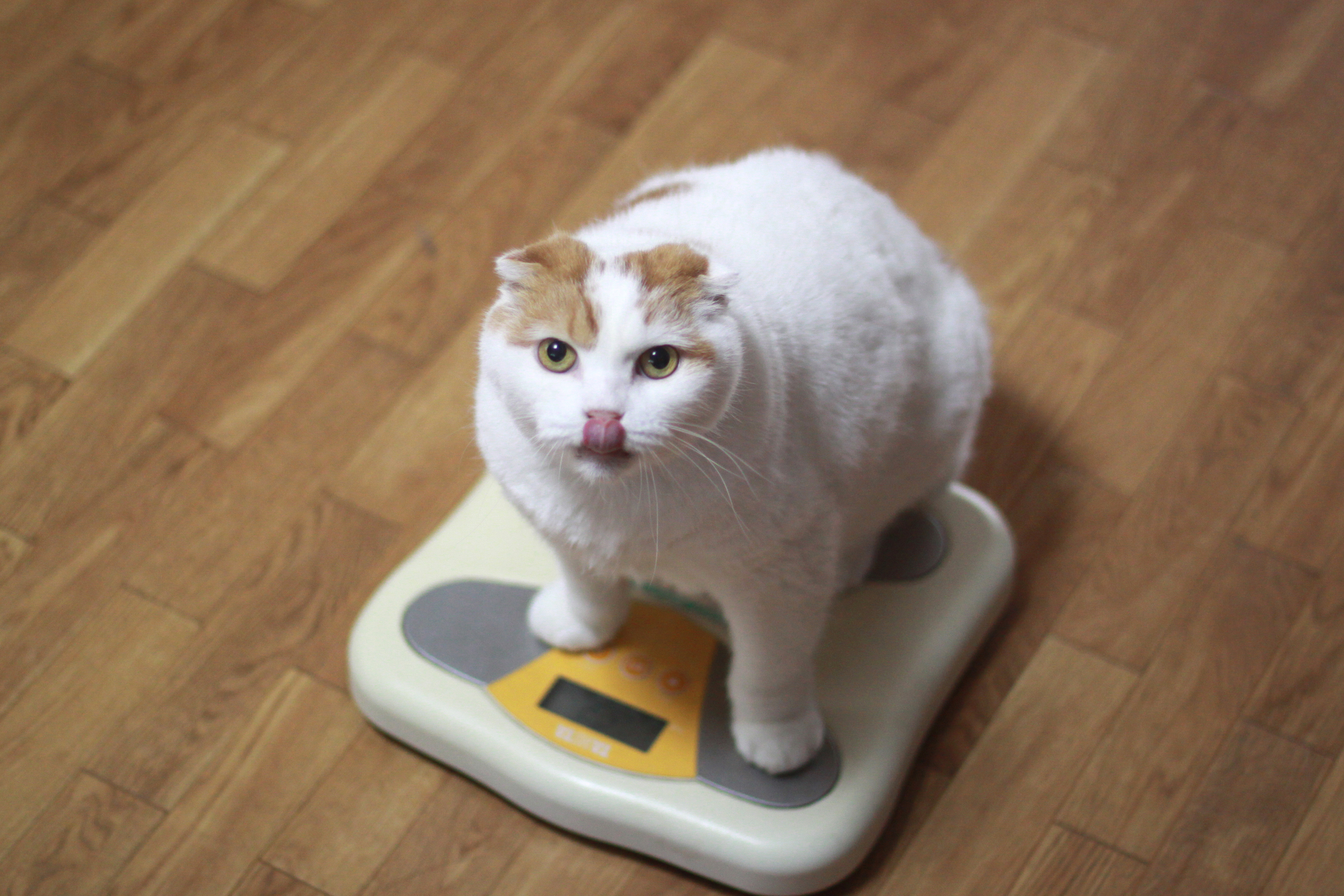 獣医師監修 デブになった猫のダイエット法 急なダイエットは危険 食事はどれだけ減らす Petpet Life