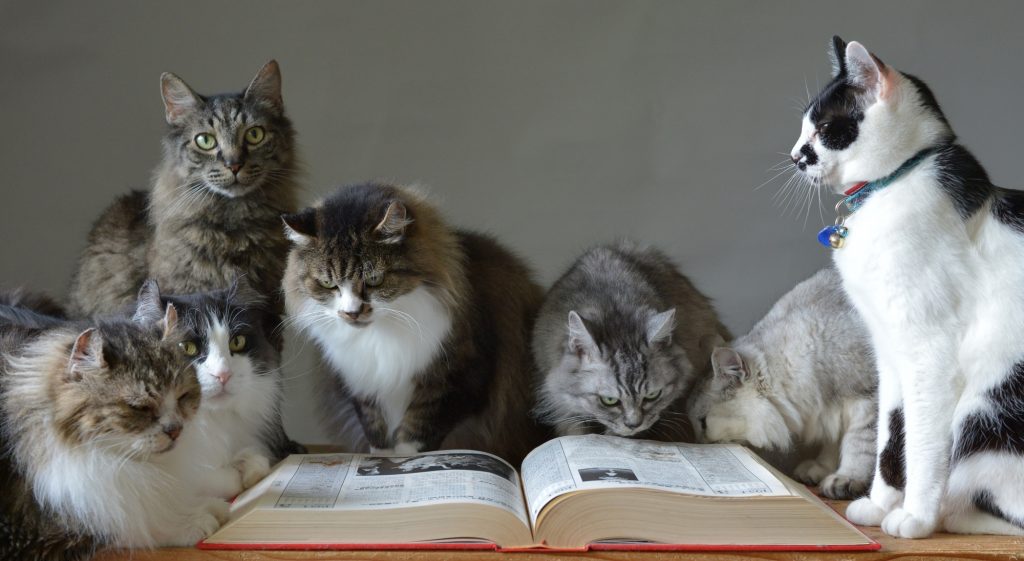 猫の多頭飼いを考えている方へ その問題点をご提案します Petpet Life