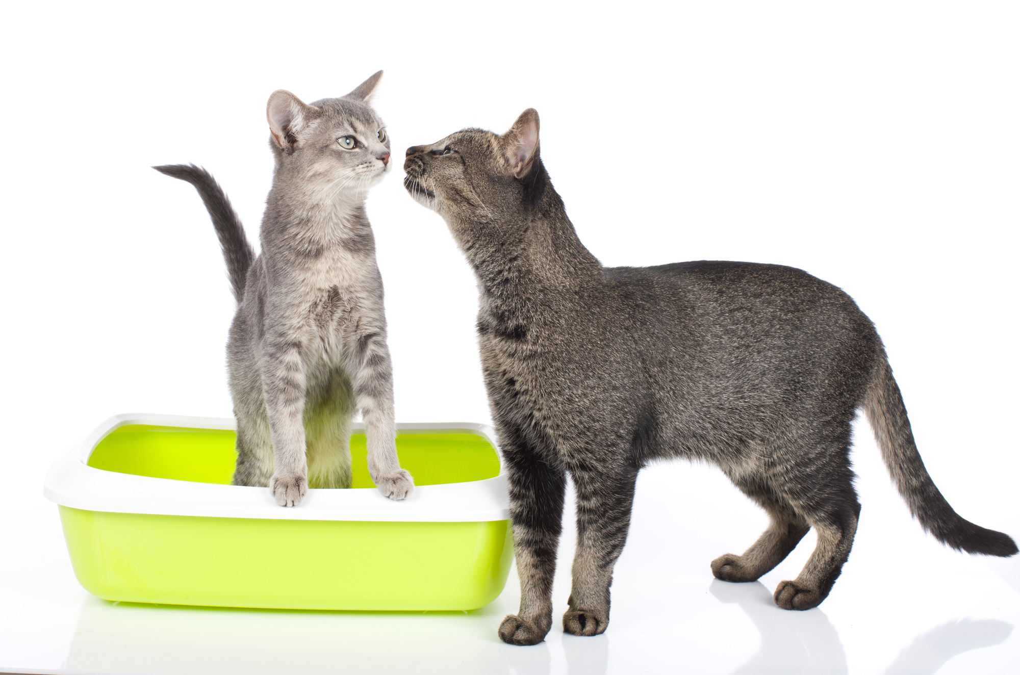 獣医師監修 猫の尿スプレーの原因は 猫のマーキングの意味と4つの対策 Petpet Life