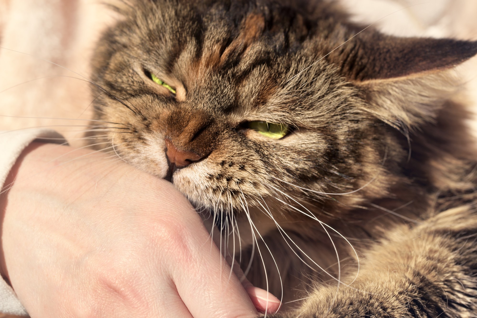 抱っこ嫌いの猫を抱っこ好きにさせるには まずはスキンシップを大切に Petpet Life