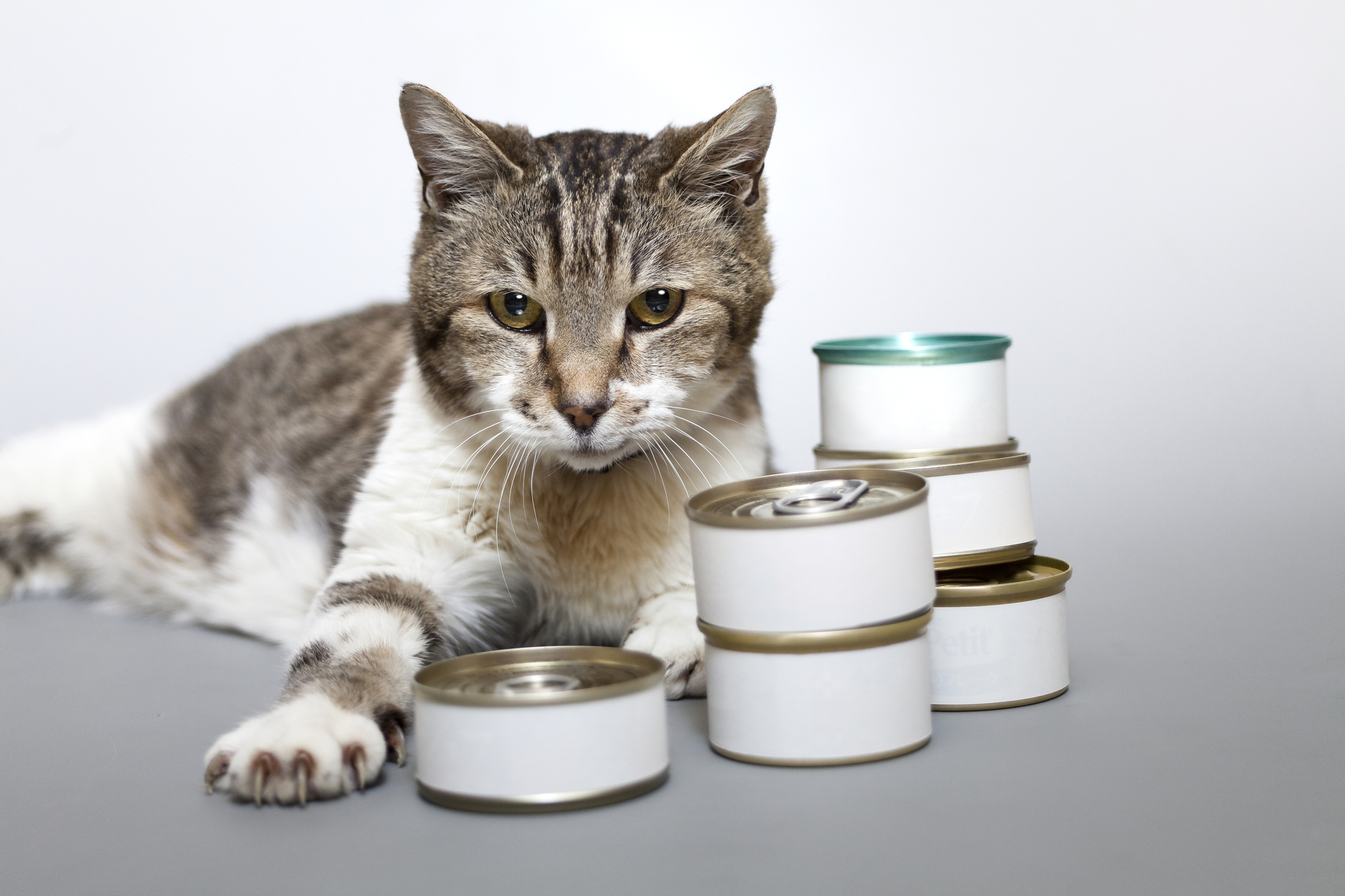 愛猫においしい食事を手作り 市販のツナ缶をそのままあげない理由とは Petpet Life