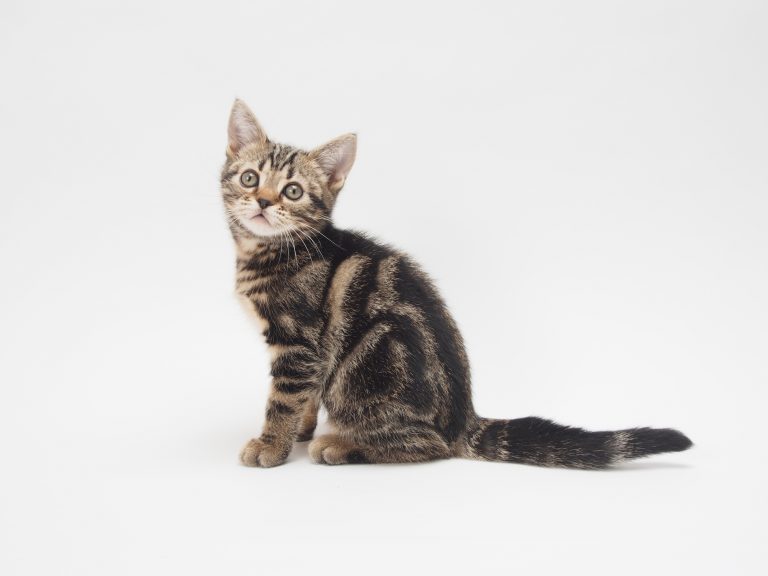 猫の種類と性格を解説！あいうえお順でご紹介 PETPET LIFE