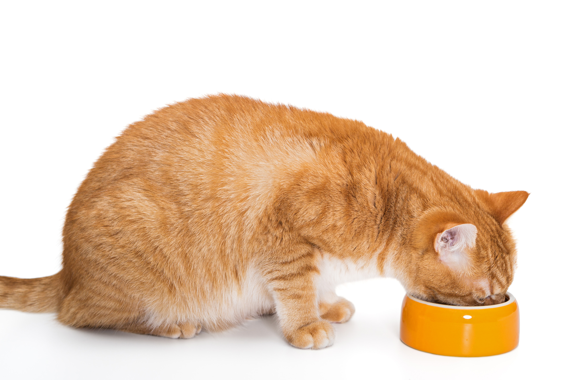 獣医師監修 猫の食事は一日何回が適正 妊娠中や性格で食事の回数が違うって本当 Petpet Life