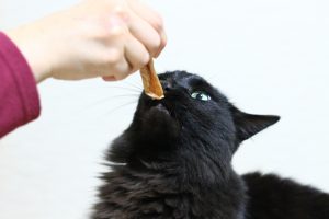 獣医師監修】デブになった猫のダイエット法！急なダイエットは危険 