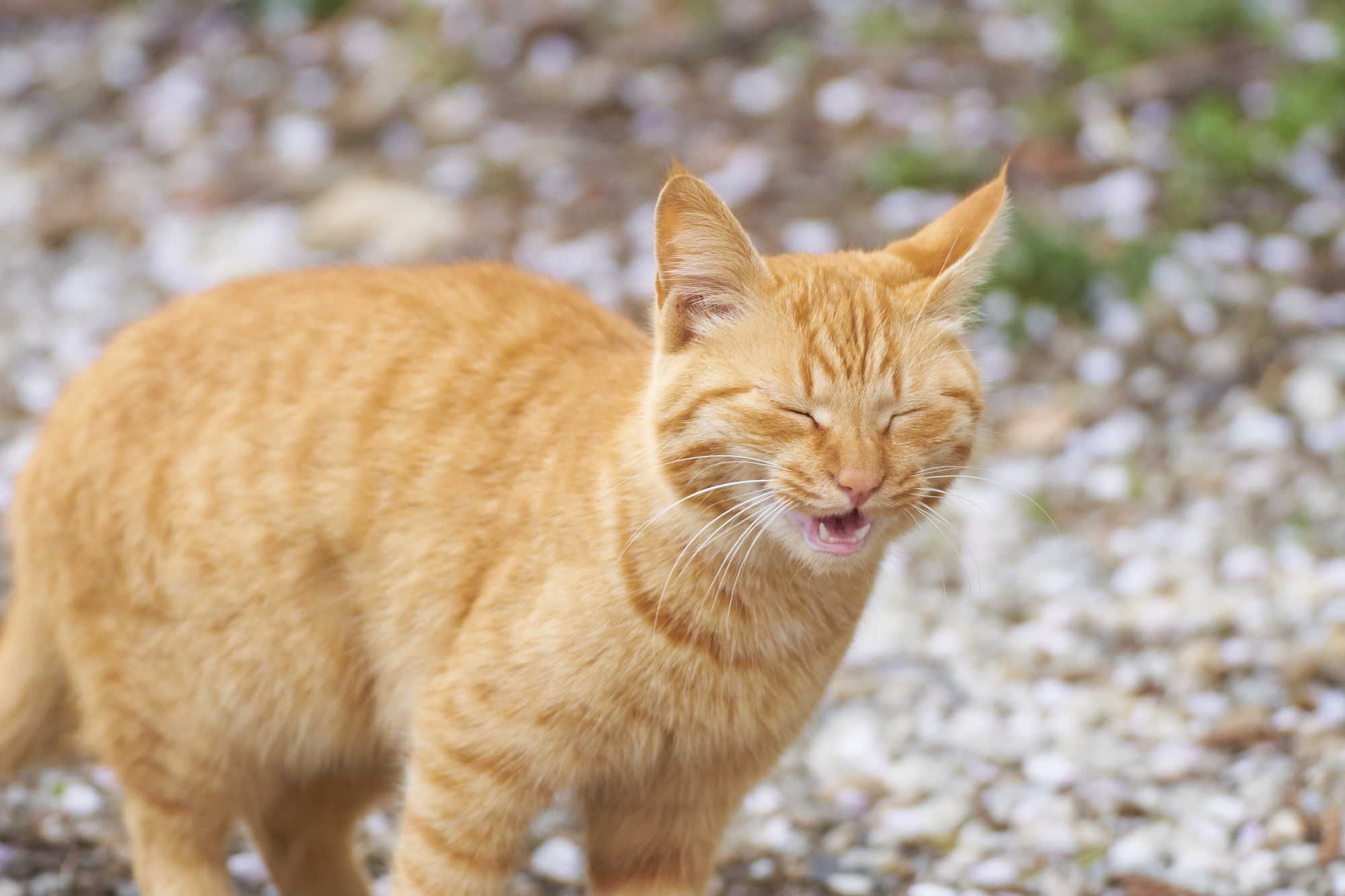 獣医師監修 猫が食物アレルギーになったらどうなるの メカニズムと予防策について Petpet Life