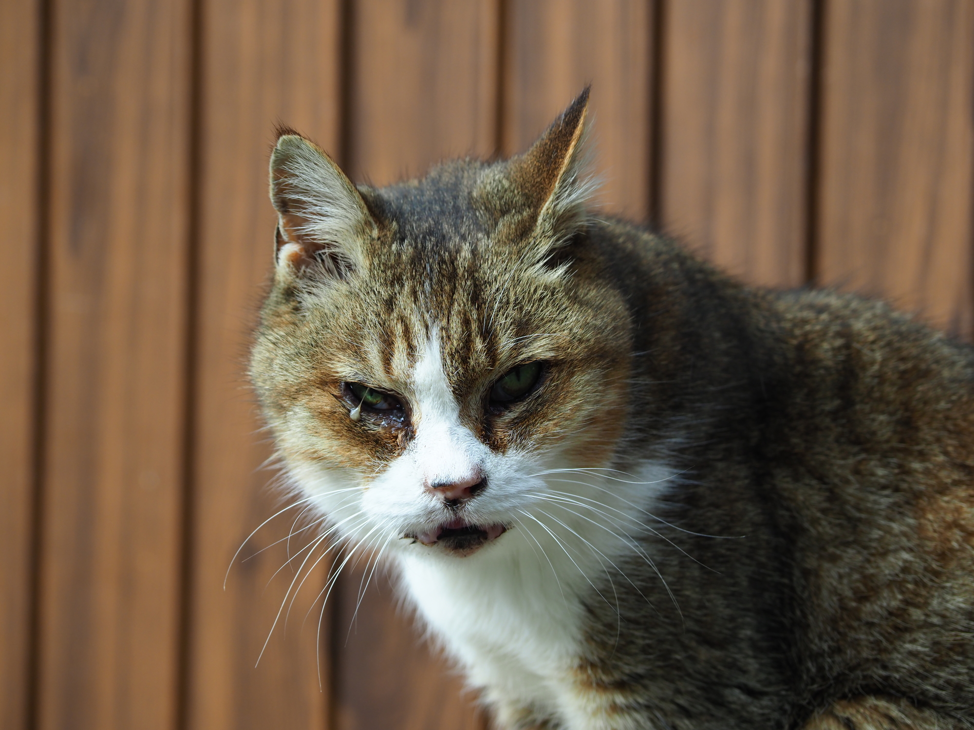 獣医師監修 気を付けたい猫の目の病気 目ヤニがでる 涙が出る時も要注意 Petpet Life