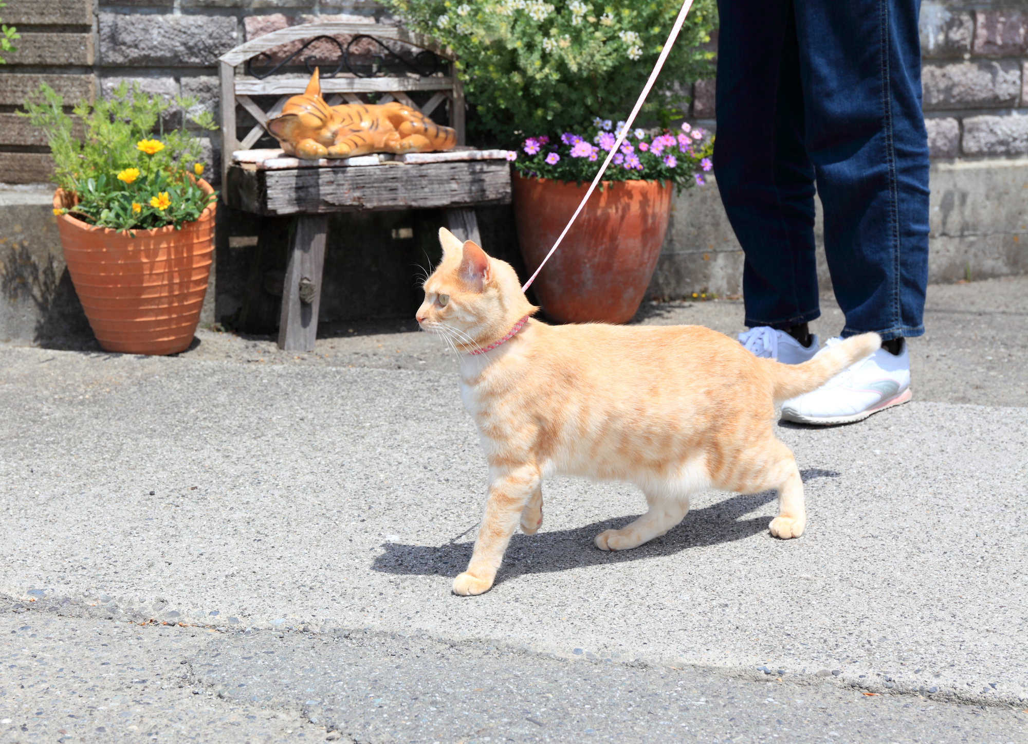 猫は犬と違って散歩がいらない動物 猫に散歩は不要論が強いワケ Petpet Life