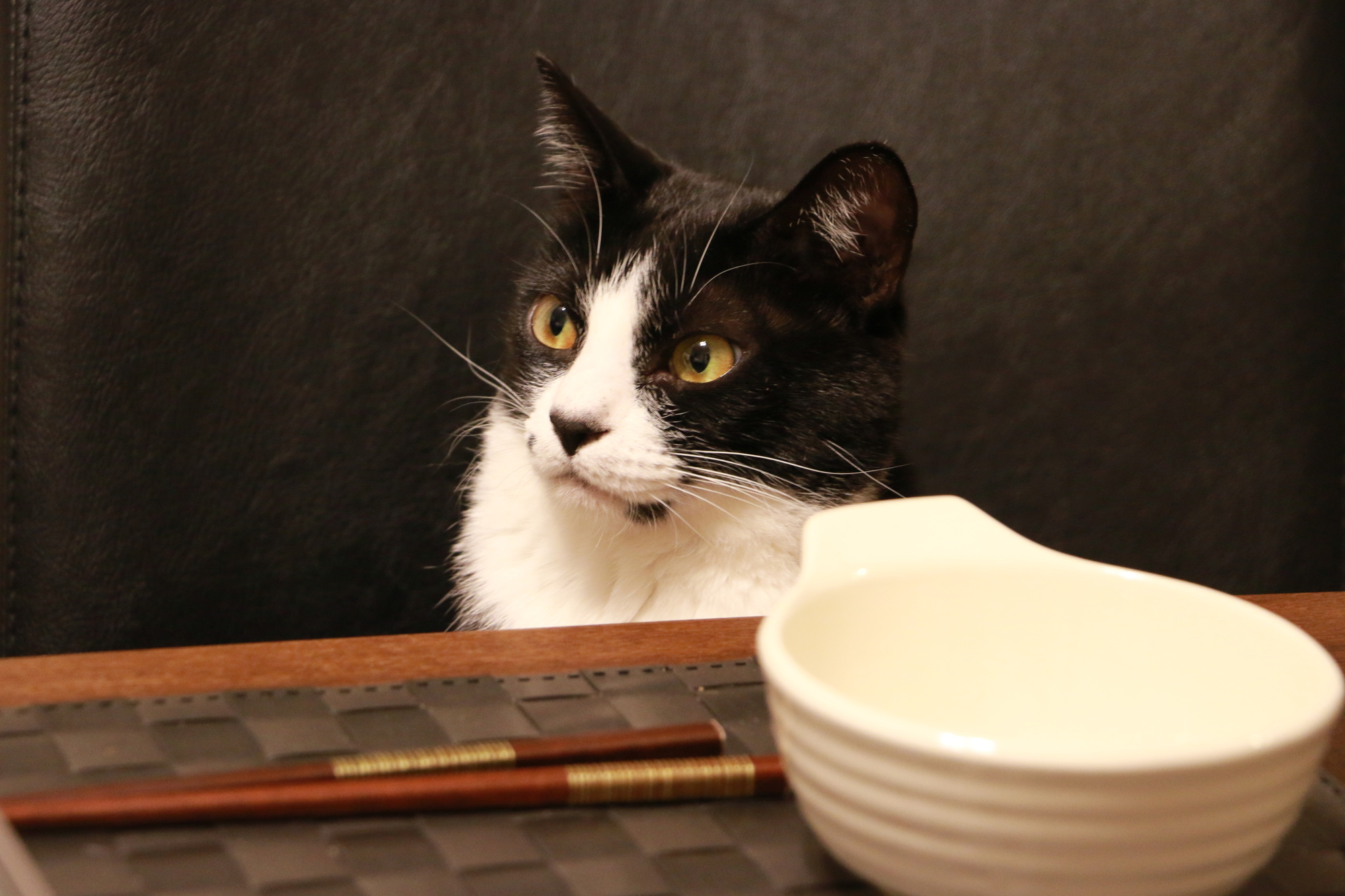 飼い主の食事中に猫がおねだりしてくる 食事中の猫のお困りエピソード Petpet Life