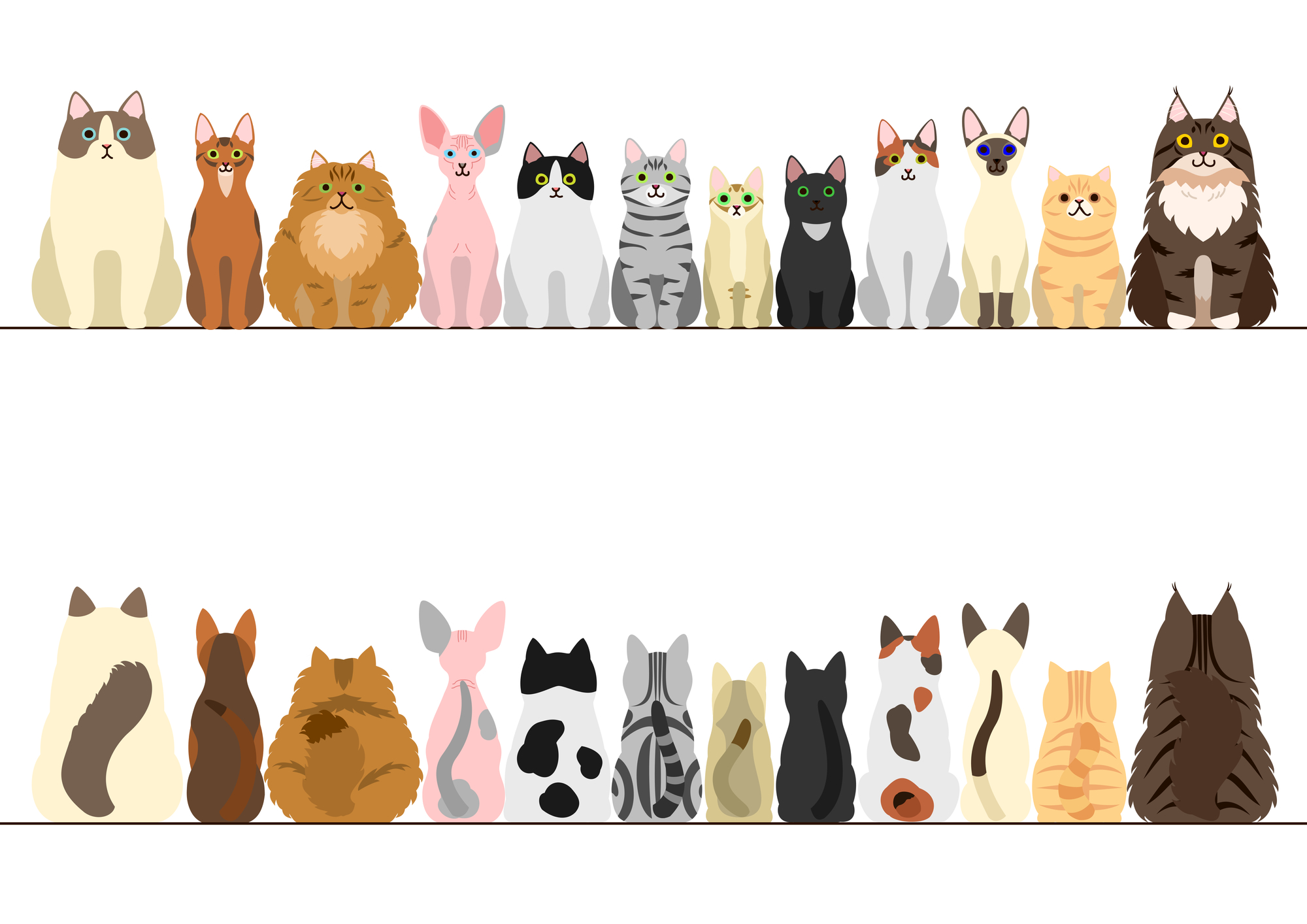 猫の種類ランキング 人気順トップ16 日本の猫と世界の猫をご紹介 Petpet Life