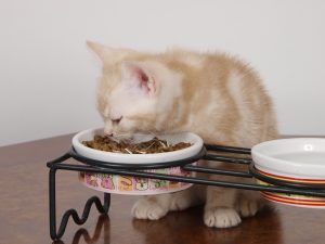 快適さと健康　猫　犬　食器　高齢　理想的な高さと角度 快適さと健康 猫 犬 食器 高齢 理想的な高さと角度