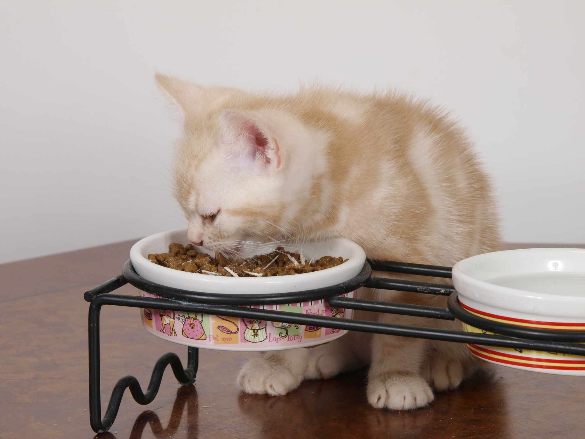 猫が食べやすい食器の高さを真剣に考えてみた 床から10cm前後が目安 Petpet Life