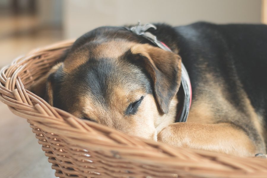 眠る犬