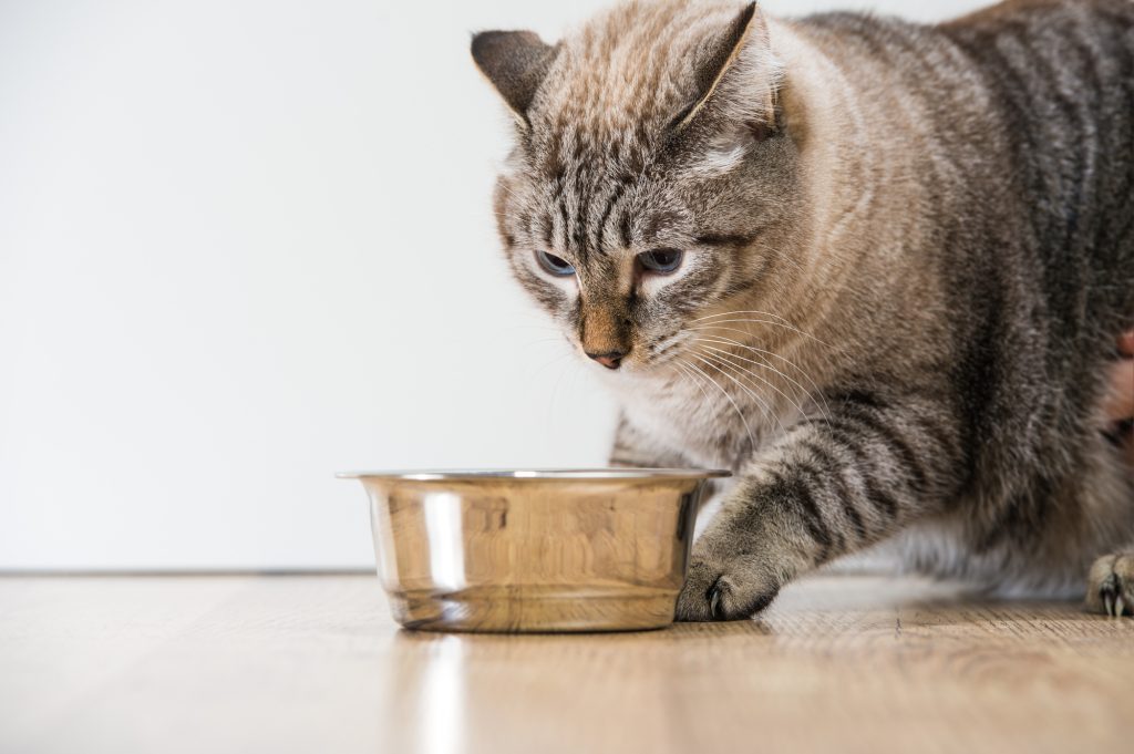 獣医師監修 腎不全の猫が食事を食べない 単に療法食がキライだから 原因と対策とは Petpet Life