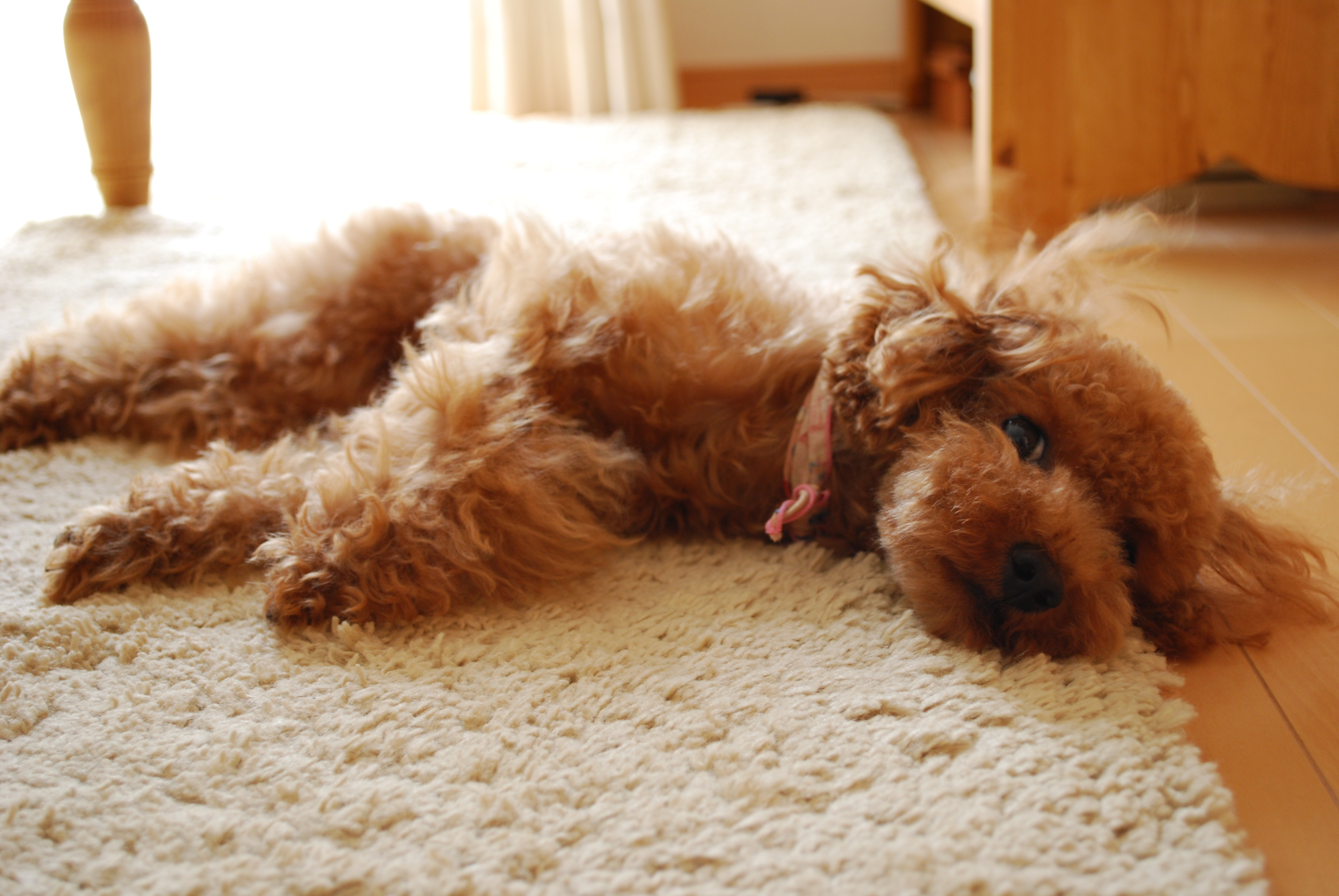 愛犬が咳をしたり、呼吸が早くなったら要注意。もしかしたら肺水腫かも。