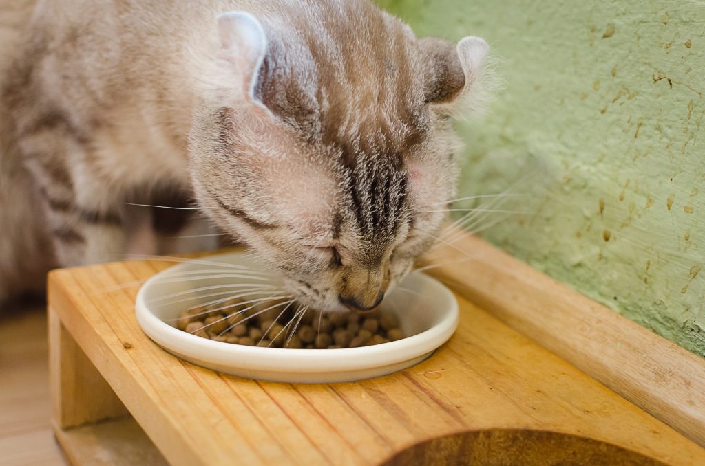 50 猫 食器台 手作り 100均 100 で最高の画像