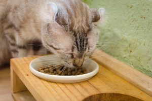 市販品 プチプライスでdiyネコちゃんの食事台導入で食事環境を快適にしましょう Petpet Life