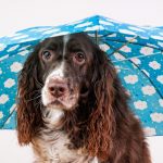 室内でできる愛犬との遊び方ってなにがある？