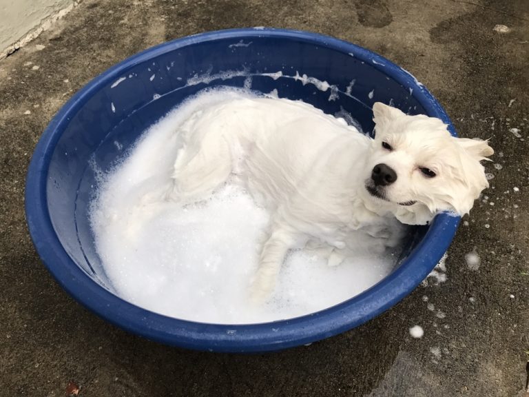 犬も日焼けをします。短すぎるサマーカットにはご注意を！ PETPET LIFE