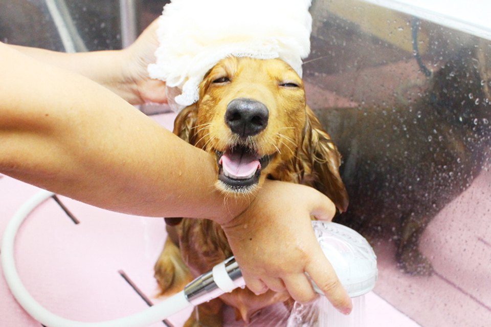 Dog サロン Qoo 鳴尾店 Dog サロン Qoo 鳴尾店