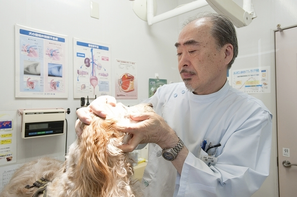 福岡市の動物病院10選!夜間診療など