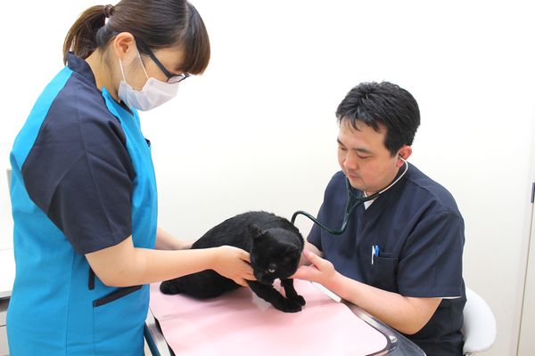 横浜市の動物病院12選!口コミ掲載
