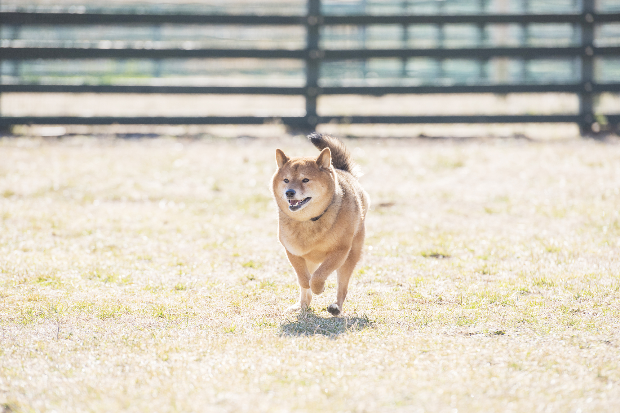 ドッグランで走る犬の写真