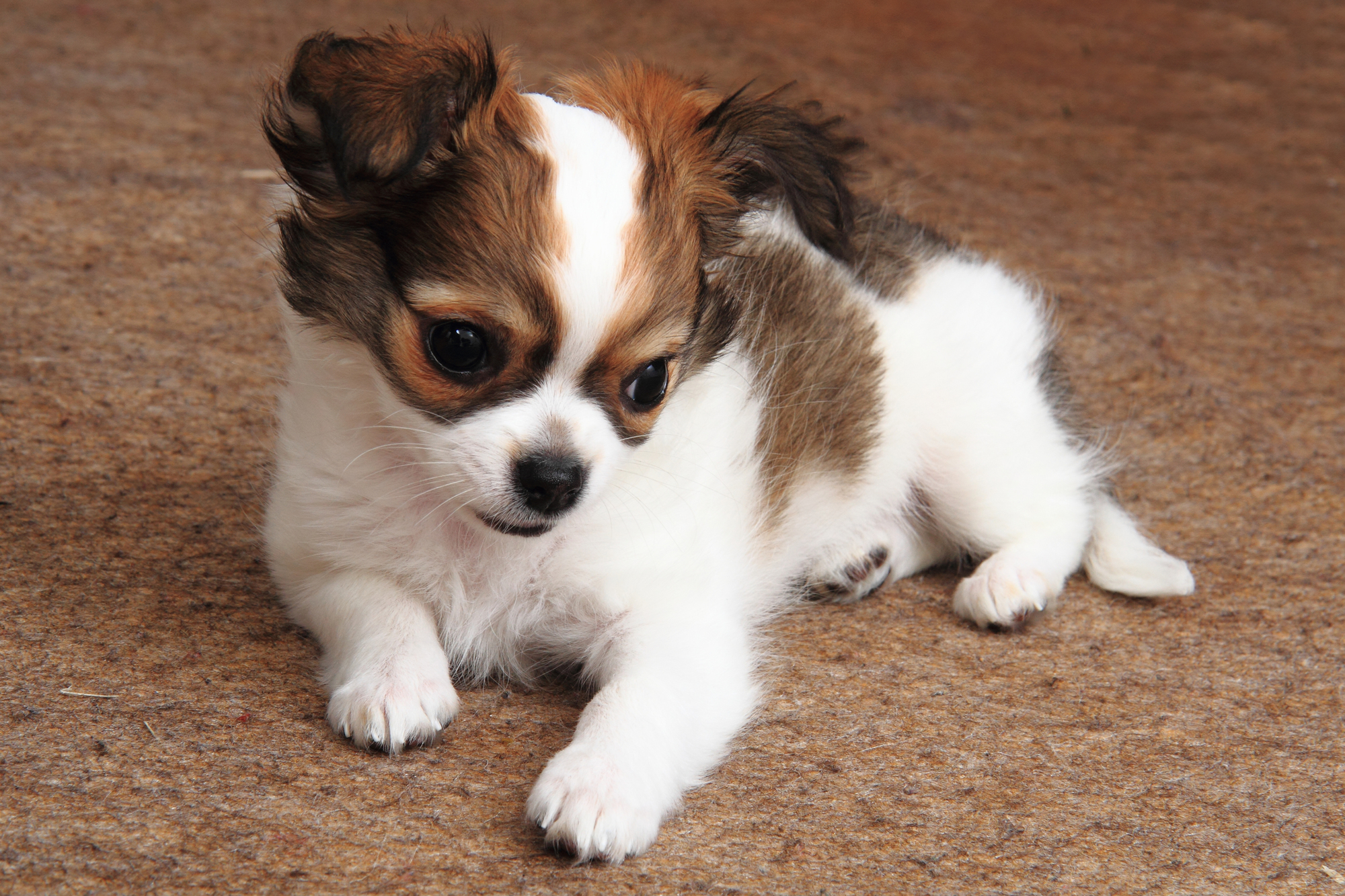 小型犬で人気の種類は トイプードルみたいに温厚で賢い犬 Petpet Life