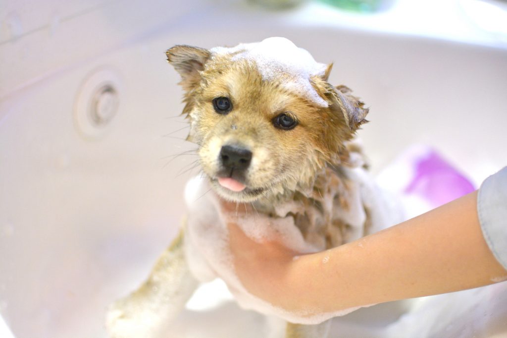 犬をお風呂にスムーズに入れよう 入浴前の注意点とお風呂嫌いの犬対策 Petpet Life