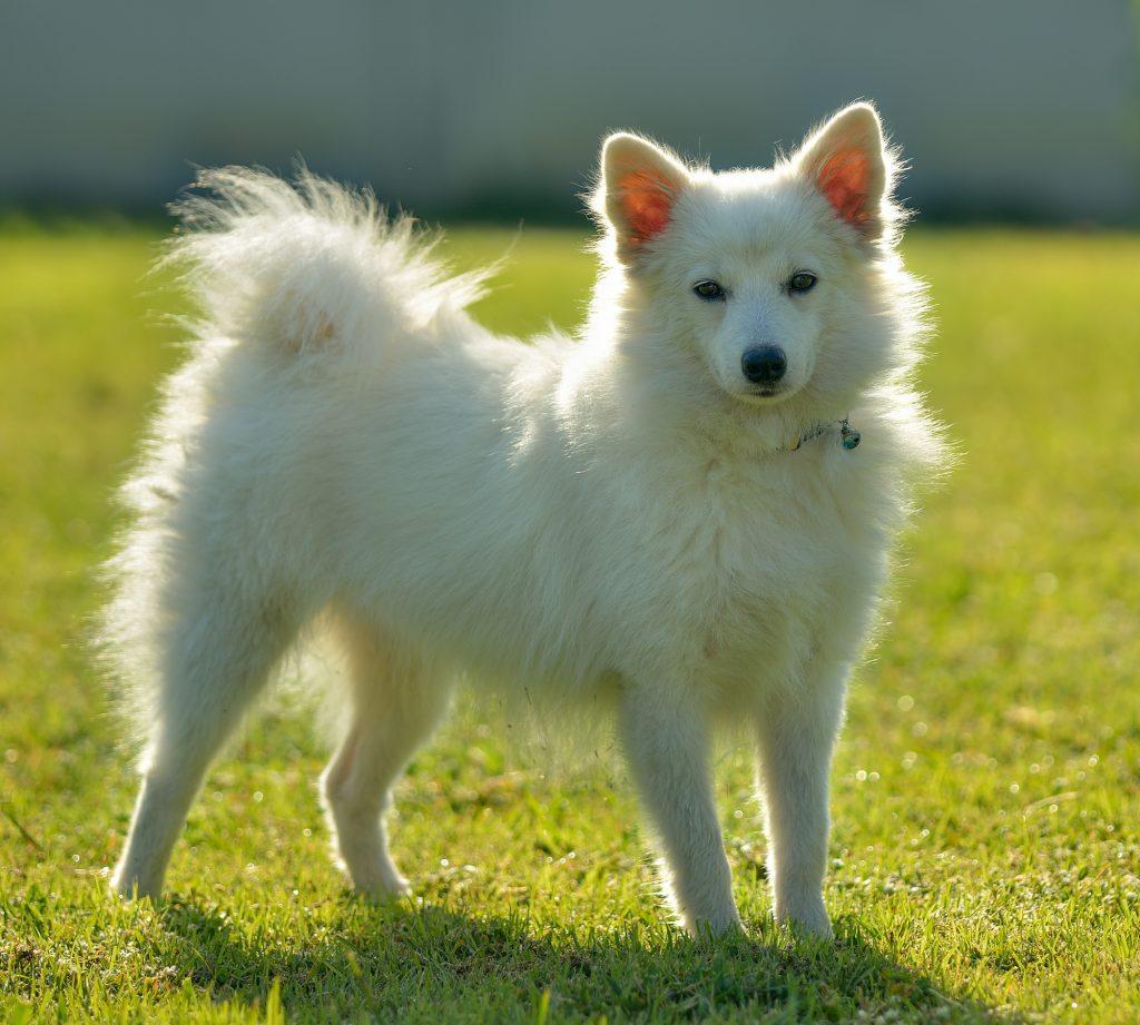 ふわふわの犬が好き大型 小型犬の白い犬全部見せます図鑑 Petpet Life