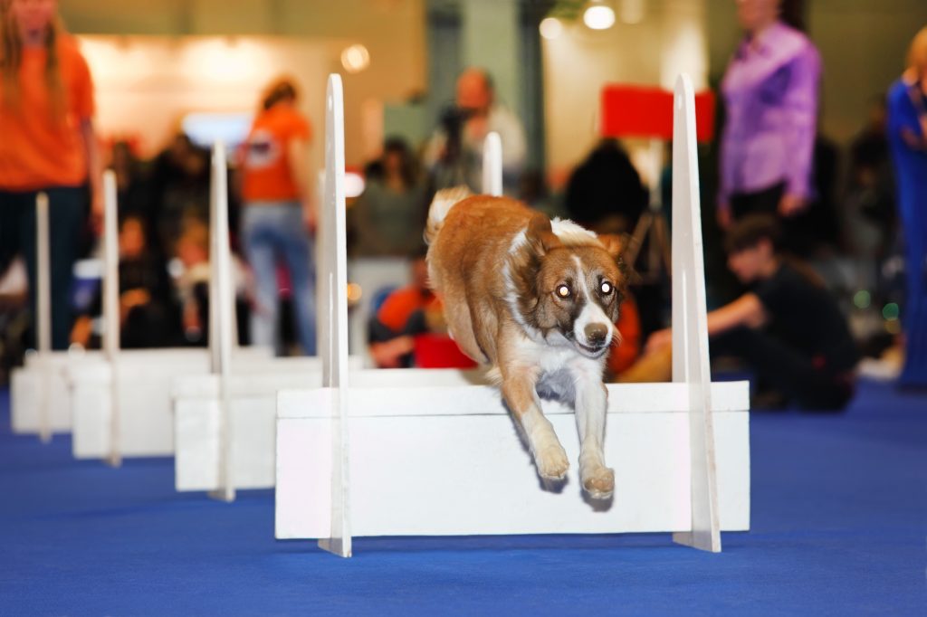 雨の日に便利 愛犬と室内で過ごせる遊び場 ドッグラン特集in関西 Petpet Life