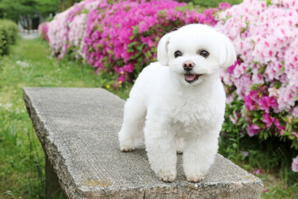 Hd限定白い ふわふわ 犬 名前 すべての美しい花の画像