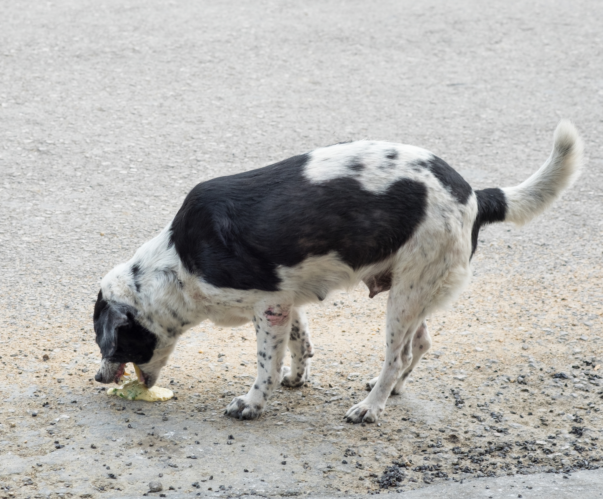 獣医師監修 病気の可能性も 犬が拾い食いで吐く場合にチェックするべき5つのこと Petpet Life