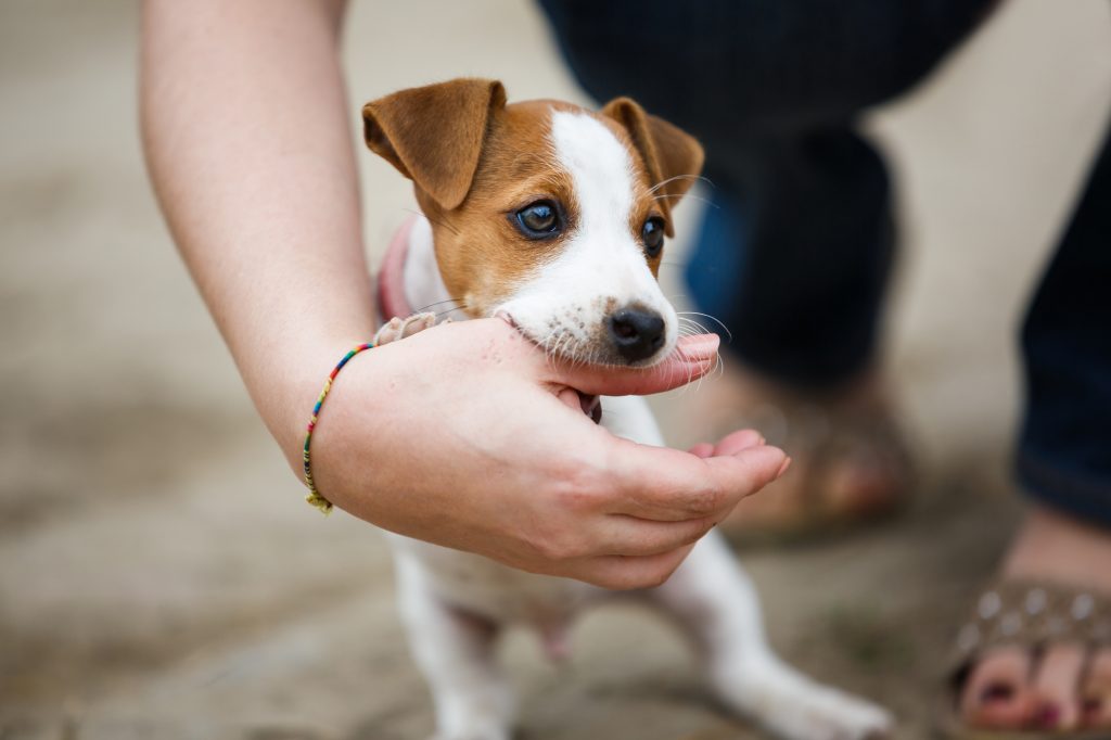 遊びでも 噛む 癖はやめさせよう 犬のしつけ方 Petpet Life