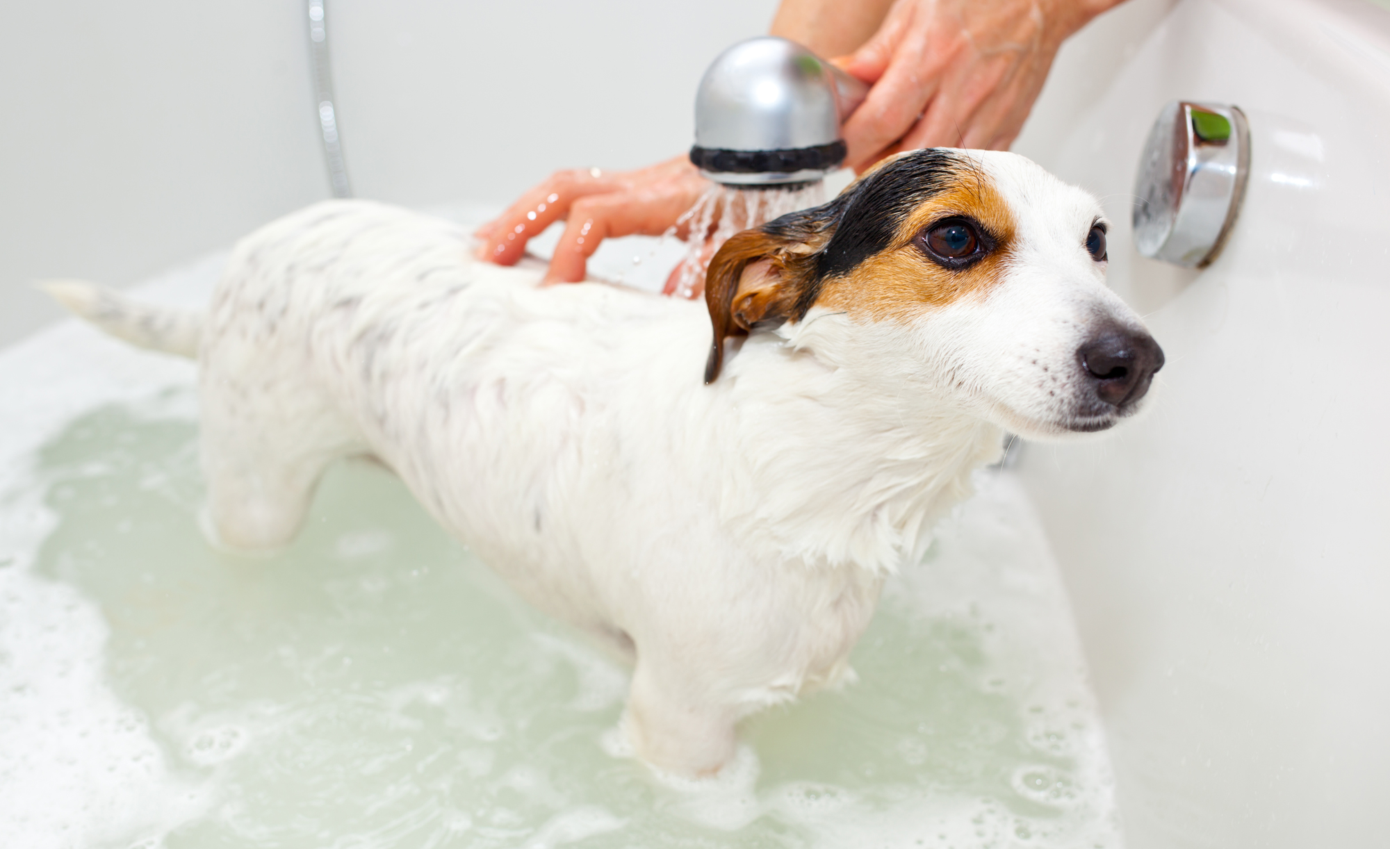 犬のお風呂の温度はぬるめにしよう イヌはヒトより体温が高い Petpet Life