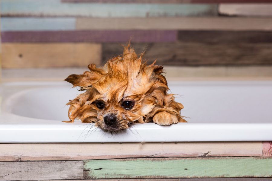 犬にお風呂って必要なの 犬も気持ちいいの お風呂頻度 温度 コツとは Petpet Life