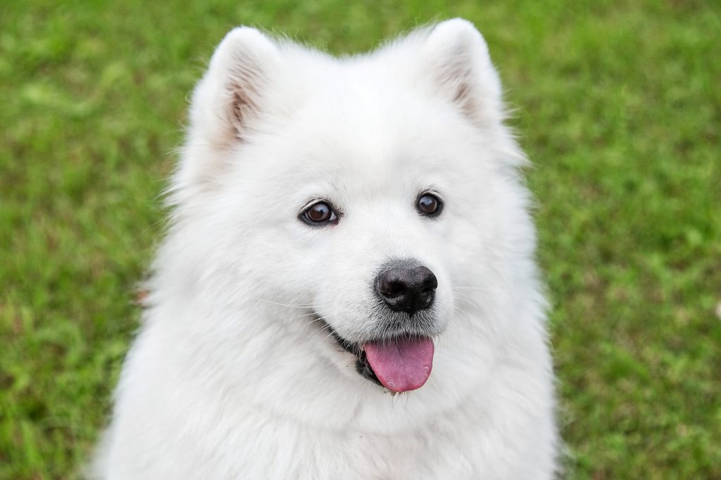 白い でかい 犬