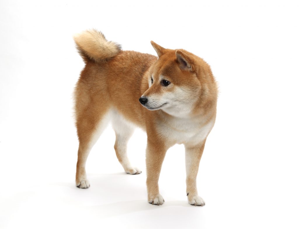 【中型犬】柴犬(909426) | 京都 ペットショップ ノアズアーク
