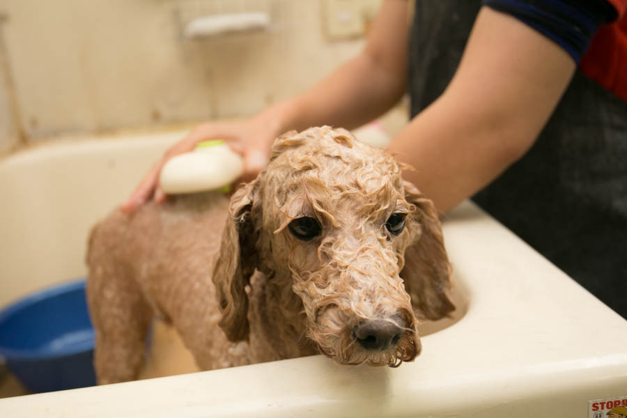 犬猫俱楽部 ウィズ 犬猫俱楽部 ウィズ