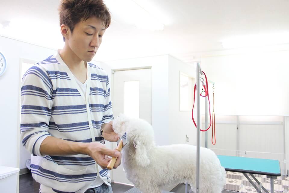 Dog Salon REGISTA(ドッグサロン レジスタ ) Dog Salon REGISTA(ドッグサロン レジスタ )