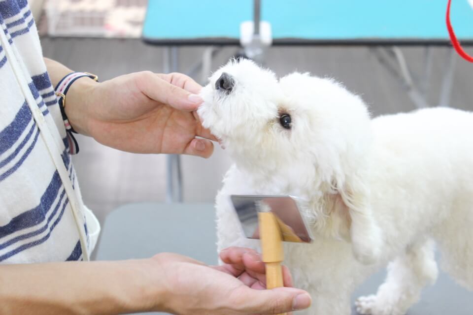 Dog Salon REGISTA(ドッグサロン レジスタ ) Dog Salon REGISTA(ドッグサロン レジスタ )