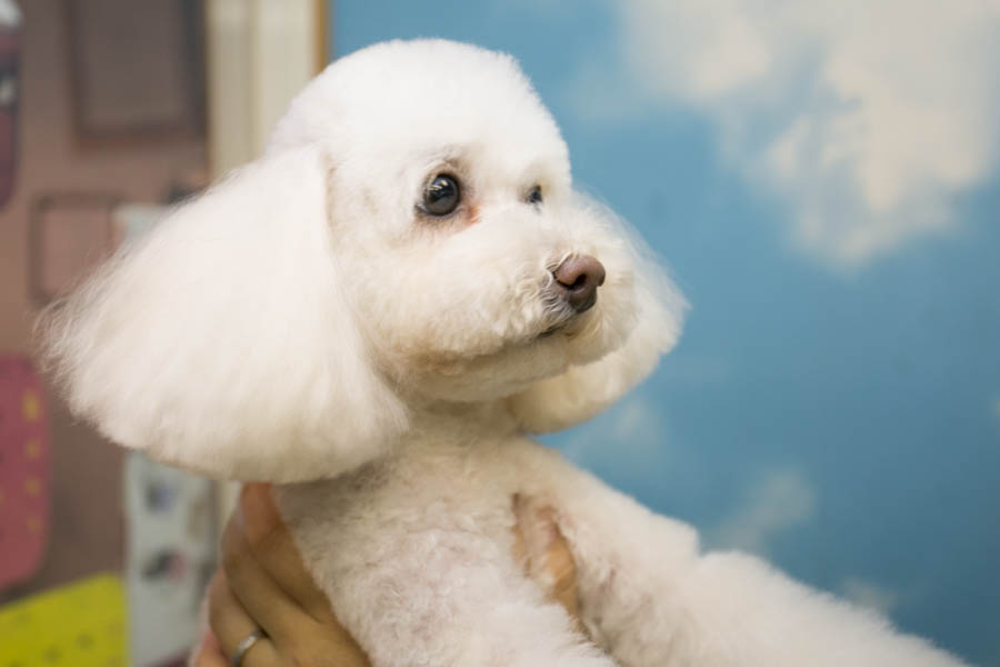 犬猫俱楽部 ウィズ 犬猫俱楽部 ウィズ