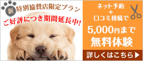 外から帰ると犬のウンチだらけ!留守番の時トイレを失敗させない工夫