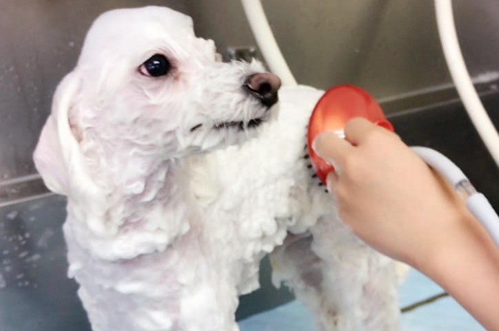 シャンプー中の犬