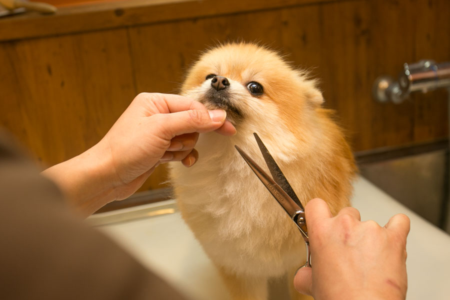 わかば犬猫病院トリミング②