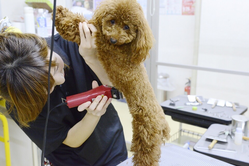 ドッグ・アミューズメント迎賓館 ドッグ・アミューズメント迎賓館