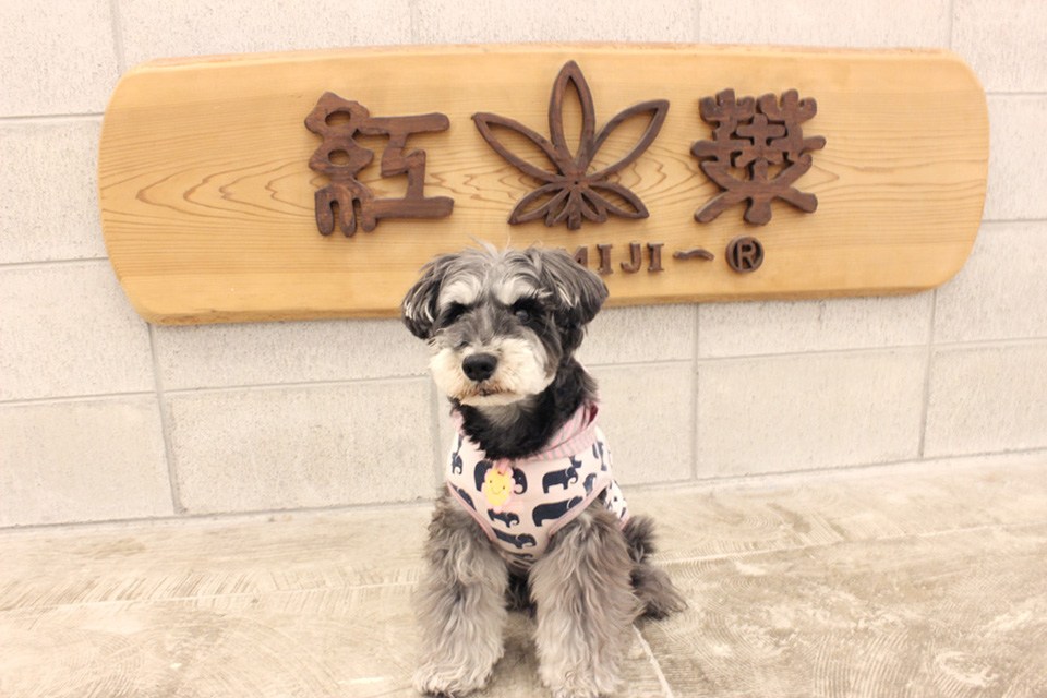 画像説明 画像説明